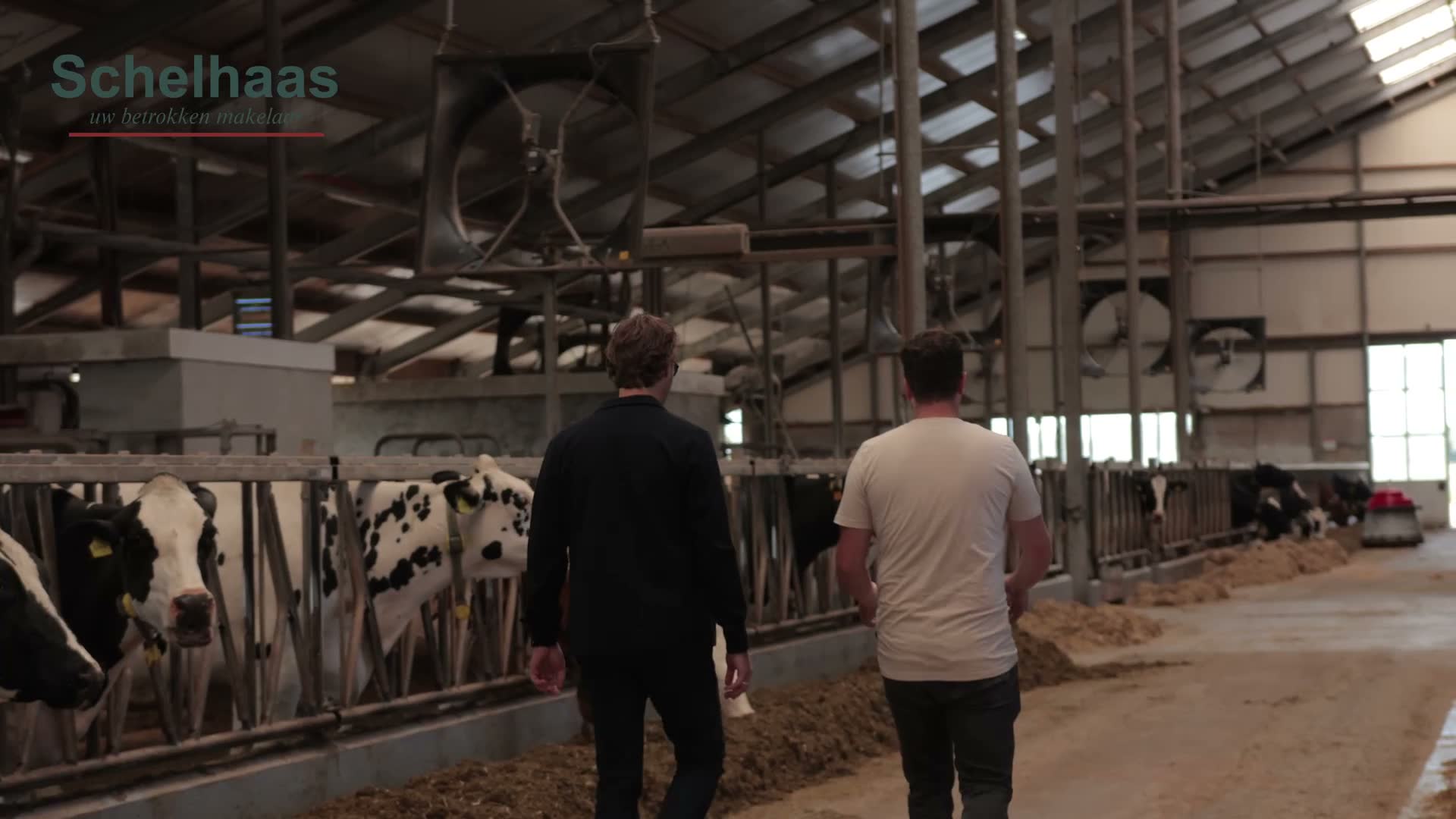Wandeling door de stal voor Schelhaas